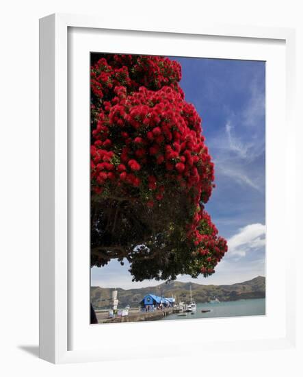 Pohutukawa Tree and Akaroa Harbour, Akaroa, Banks Peninsula, Canterbury, South Island, New Zealand-David Wall-Framed Photographic Print