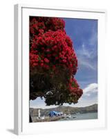 Pohutukawa Tree and Akaroa Harbour, Akaroa, Banks Peninsula, Canterbury, South Island, New Zealand-David Wall-Framed Photographic Print