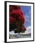 Pohutukawa Tree and Akaroa Harbour, Akaroa, Banks Peninsula, Canterbury, South Island, New Zealand-David Wall-Framed Photographic Print