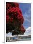 Pohutukawa Tree and Akaroa Harbour, Akaroa, Banks Peninsula, Canterbury, South Island, New Zealand-David Wall-Framed Photographic Print