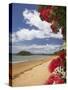 Pohutukawa Tree and Beach, Paihia, Bay of Islands, Northland, North Island, New Zealand-David Wall-Stretched Canvas