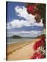 Pohutukawa Tree and Beach, Paihia, Bay of Islands, Northland, North Island, New Zealand-David Wall-Stretched Canvas