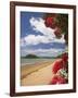 Pohutukawa Tree and Beach, Paihia, Bay of Islands, Northland, North Island, New Zealand-David Wall-Framed Photographic Print