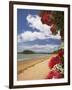 Pohutukawa Tree and Beach, Paihia, Bay of Islands, Northland, North Island, New Zealand-David Wall-Framed Photographic Print