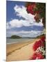 Pohutukawa Tree and Beach, Paihia, Bay of Islands, Northland, North Island, New Zealand-David Wall-Mounted Photographic Print