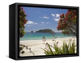 Pohutukawa Tree in Bloom and Hahei, Coromandel Peninsula, North Island, New Zealand-David Wall-Framed Stretched Canvas