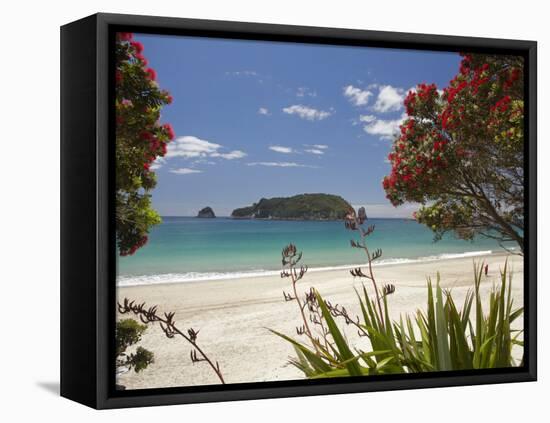 Pohutukawa Tree in Bloom and Hahei, Coromandel Peninsula, North Island, New Zealand-David Wall-Framed Stretched Canvas