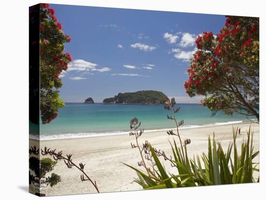 Pohutukawa Tree in Bloom and Hahei, Coromandel Peninsula, North Island, New Zealand-David Wall-Stretched Canvas