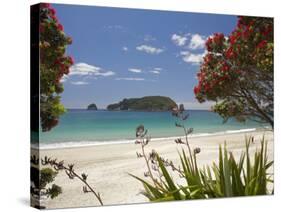 Pohutukawa Tree in Bloom and Hahei, Coromandel Peninsula, North Island, New Zealand-David Wall-Stretched Canvas