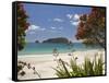 Pohutukawa Tree in Bloom and Hahei, Coromandel Peninsula, North Island, New Zealand-David Wall-Framed Stretched Canvas