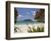 Pohutukawa Tree in Bloom and Hahei, Coromandel Peninsula, North Island, New Zealand-David Wall-Framed Premium Photographic Print