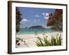 Pohutukawa Tree in Bloom and Hahei, Coromandel Peninsula, North Island, New Zealand-David Wall-Framed Photographic Print