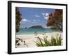 Pohutukawa Tree in Bloom and Hahei, Coromandel Peninsula, North Island, New Zealand-David Wall-Framed Photographic Print