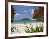 Pohutukawa Tree in Bloom and Hahei, Coromandel Peninsula, North Island, New Zealand-David Wall-Framed Photographic Print