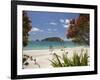 Pohutukawa Tree in Bloom and Hahei, Coromandel Peninsula, North Island, New Zealand-David Wall-Framed Photographic Print