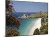 Pohutukawa Tree in Bloom and Hahei, Coromandel Peninsula, North Island, New Zealand-David Wall-Mounted Photographic Print