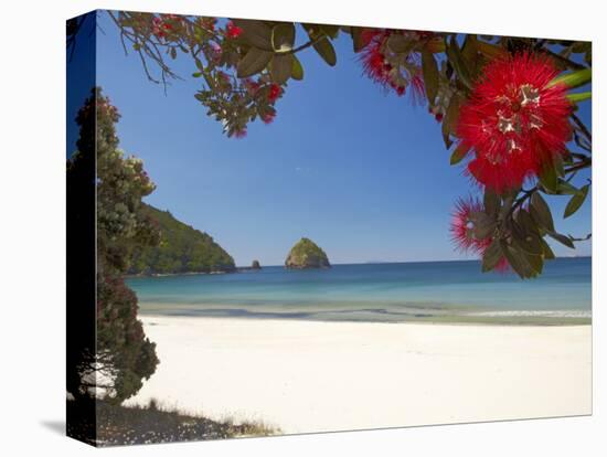 Pohutukawa Tree in Bloom and New Chums Beach, Coromandel Peninsula, North Island, New Zealand-David Wall-Stretched Canvas
