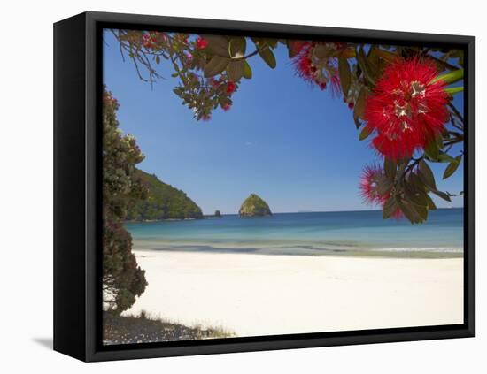 Pohutukawa Tree in Bloom and New Chums Beach, Coromandel Peninsula, North Island, New Zealand-David Wall-Framed Stretched Canvas