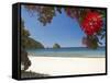 Pohutukawa Tree in Bloom and New Chums Beach, Coromandel Peninsula, North Island, New Zealand-David Wall-Framed Stretched Canvas