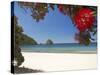 Pohutukawa Tree in Bloom and New Chums Beach, Coromandel Peninsula, North Island, New Zealand-David Wall-Stretched Canvas