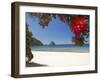 Pohutukawa Tree in Bloom and New Chums Beach, Coromandel Peninsula, North Island, New Zealand-David Wall-Framed Premium Photographic Print