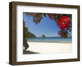 Pohutukawa Tree in Bloom and New Chums Beach, Coromandel Peninsula, North Island, New Zealand-David Wall-Framed Photographic Print