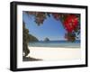 Pohutukawa Tree in Bloom and New Chums Beach, Coromandel Peninsula, North Island, New Zealand-David Wall-Framed Photographic Print