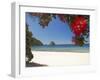 Pohutukawa Tree in Bloom and New Chums Beach, Coromandel Peninsula, North Island, New Zealand-David Wall-Framed Photographic Print