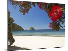 Pohutukawa Tree in Bloom and New Chums Beach, Coromandel Peninsula, North Island, New Zealand-David Wall-Mounted Photographic Print