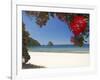 Pohutukawa Tree in Bloom and New Chums Beach, Coromandel Peninsula, North Island, New Zealand-David Wall-Framed Photographic Print