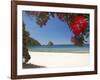 Pohutukawa Tree in Bloom and New Chums Beach, Coromandel Peninsula, North Island, New Zealand-David Wall-Framed Photographic Print