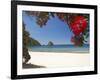 Pohutukawa Tree in Bloom and New Chums Beach, Coromandel Peninsula, North Island, New Zealand-David Wall-Framed Photographic Print