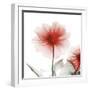 Poinciana Dahlia-Albert Koetsier-Framed Art Print