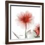 Poinciana Dahlia-Albert Koetsier-Framed Art Print