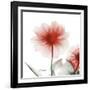 Poinciana Dahlia-Albert Koetsier-Framed Art Print