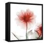 Poinciana Dahlia-Albert Koetsier-Framed Stretched Canvas