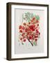 Poinciana Regia-Berthe Hoola Van Nooten-Framed Giclee Print