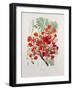 Poinciana Regia-Berthe Hoola Van Nooten-Framed Giclee Print