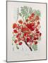 Poinciana Regia-Berthe Hoola Van Nooten-Mounted Giclee Print