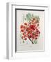 Poinciana Regia-Berthe Hoola Van Nooten-Framed Giclee Print