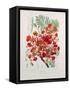 Poinciana Regia-Berthe Hoola Van Nooten-Framed Stretched Canvas