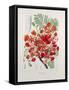 Poinciana Regia-Berthe Hoola Van Nooten-Framed Stretched Canvas