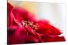 Poinsettia 1-Janet Slater-Stretched Canvas