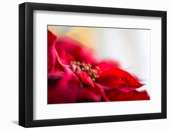 Poinsettia 1-Janet Slater-Framed Photographic Print