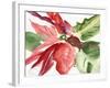 Poinsettia, 2003-Claudia Hutchins-Puechavy-Framed Giclee Print