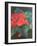 Poinsettia, 2022 (Pastel)-Margo Starkey-Framed Giclee Print