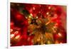 Poinsettia 2-Janet Slater-Framed Photographic Print