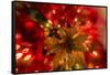 Poinsettia 2-Janet Slater-Framed Stretched Canvas