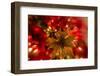 Poinsettia 2-Janet Slater-Framed Photographic Print