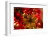 Poinsettia 2-Janet Slater-Framed Photographic Print